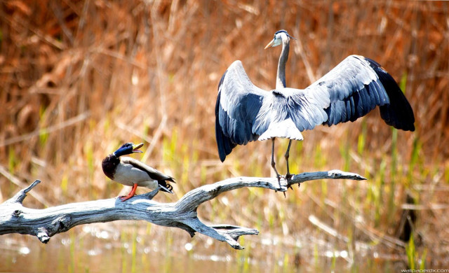 Bird long neck branch next free wallpaper for desktop - medium preview image