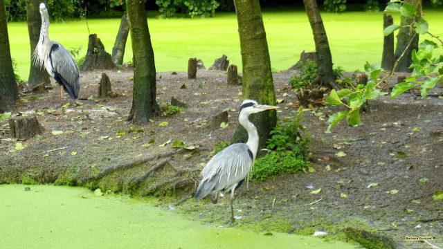 Two birds mud trees water free wallpaper for desktop - medium preview image
