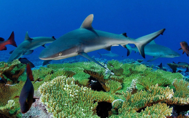 Sharks coral reef sea anemone free wallpaper for desktop - medium preview image