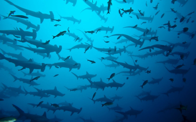 Sharks swimming ocean blue water free wallpaper for desktop - medium preview image