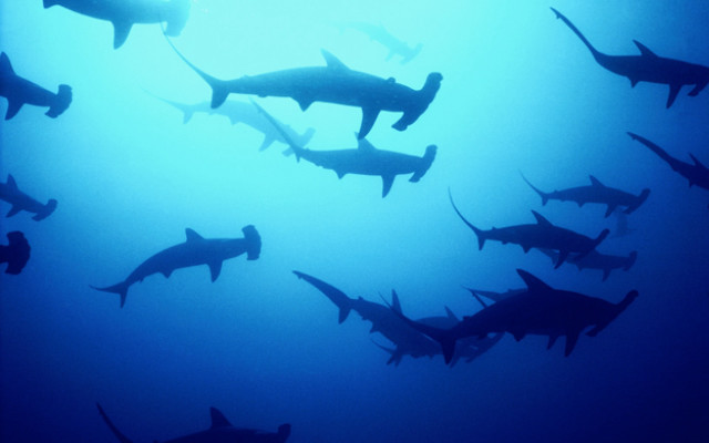 Sharks swimming ocean blue light free wallpaper for desktop - medium preview image