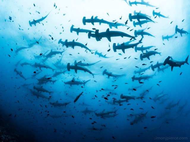 Large group sharks swimming ocean #2 free wallpaper for desktop - medium preview image