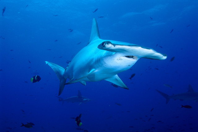 Shark fish ocean naturalism blue free wallpaper for desktop - medium preview image