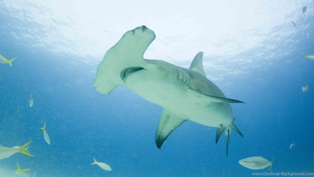 White shark fish jigsaw underwater free wallpaper for desktop - medium preview image