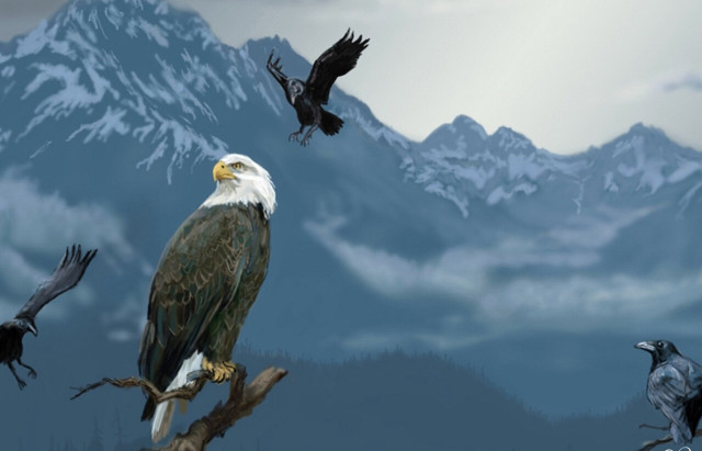 Bald eagle tree branch birds free wallpaper for desktop - medium preview image