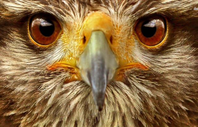 Bird prey yellow beak brown free wallpaper for desktop - medium preview image