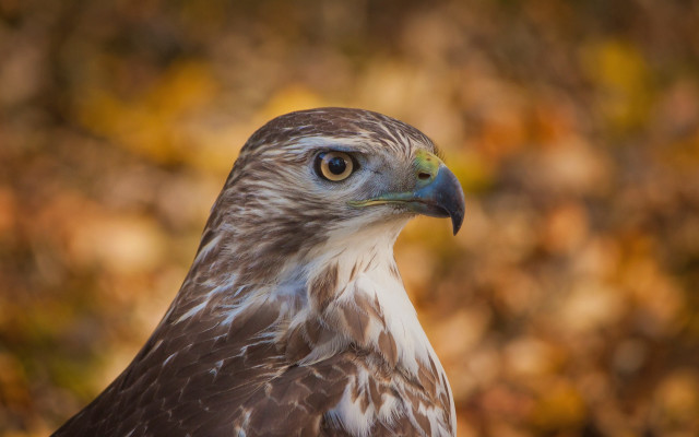 Bird prey closeup autumn bokeh free wallpaper for desktop - medium preview image