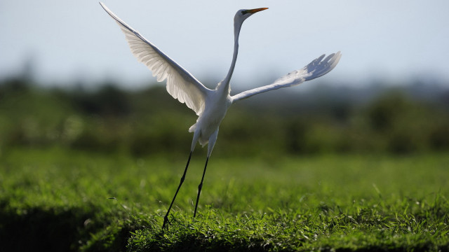White bird flying grassy field free wallpaper for desktop - medium preview image