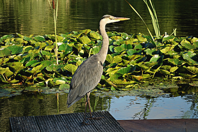 Bird dock pond green plants free wallpaper for desktop - medium preview image