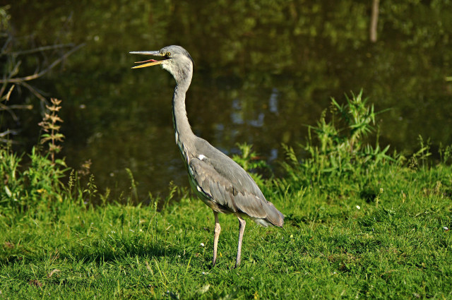 Bird longbeak standing green field free wallpaper for desktop - medium preview image
