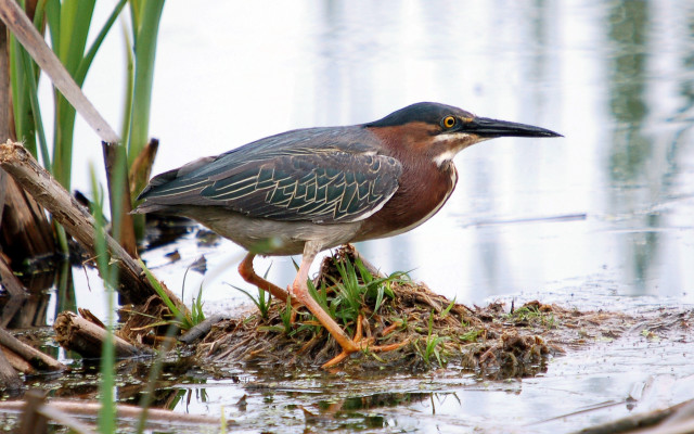 Bird grass swamp water reeds free wallpaper for desktop - medium preview image
