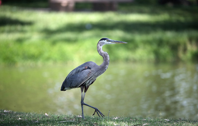 Bird grass water building person free wallpaper for desktop - medium preview image