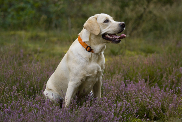 Dog sitting lavender field tongue free wallpaper for desktop - medium preview image