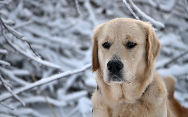 Dog standing snow outside winter free wallpaper for desktop - medium preview image