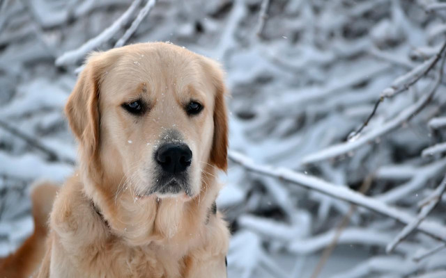 Dog snow winter impressionist shiba free wallpaper for desktop - medium preview image
