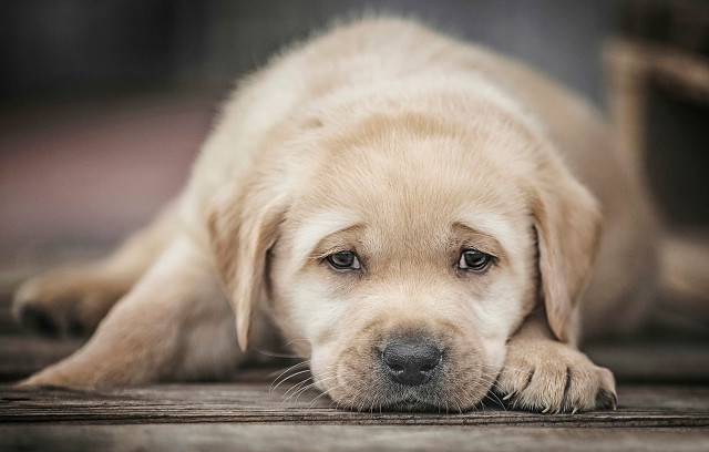 Puppy laying ground head down free wallpaper for desktop - medium preview image