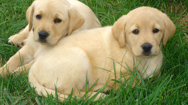 Two yellow labs laying grass free wallpaper for desktop - medium preview image