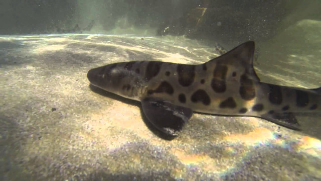 Fish waterfall rocks sand underwater free wallpaper for desktop - medium preview image