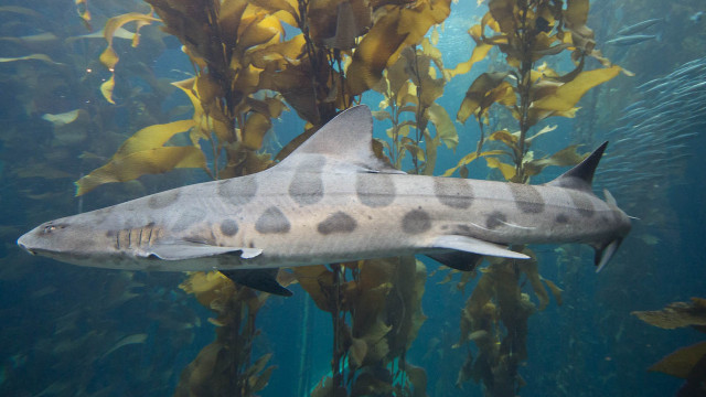 Large gray shark aquarium fish free wallpaper for desktop - medium preview image
