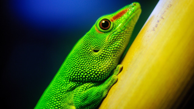 Green lizard yellow pole curious free wallpaper for desktop - medium preview image