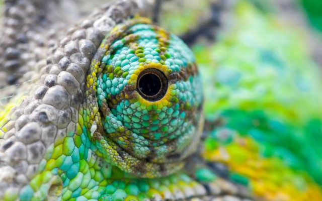 Green yellow lizard head eye free wallpaper for desktop - medium preview image