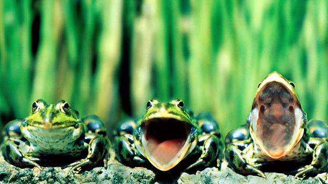 Frogs rock mouths wide open free wallpaper for desktop - medium preview image