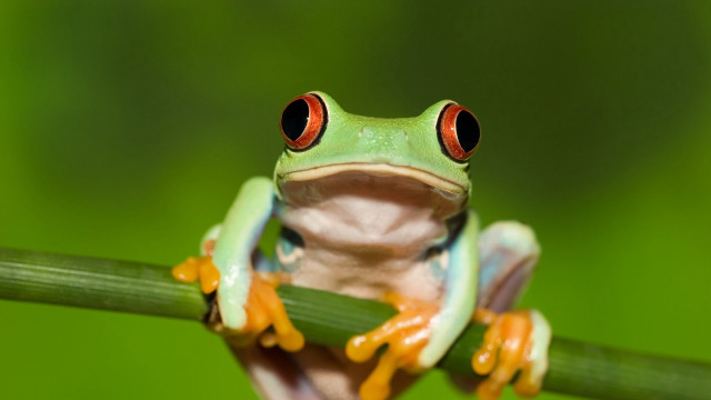 Frog red eyes green leaf free wallpaper for desktop - medium preview image