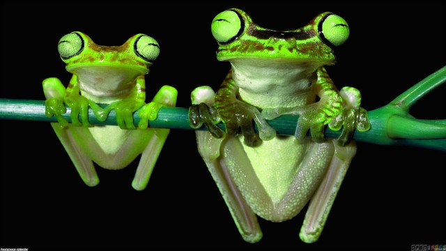 Frogs sitting branch eyes open free wallpaper for desktop - medium preview image