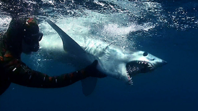 Man swimming with shark in free wallpaper for desktop - medium preview image