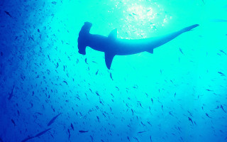 Large shark ocean fish bubble 3 - andrew geddes free wallpaper