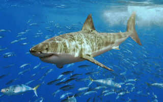 Large shark swimming ocean fish 2 - a large shark swimming in the ocean free wallpaper