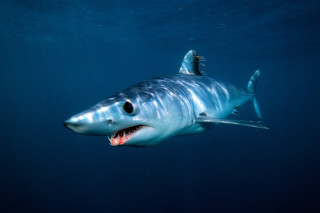 Shark open mouth water fish - a shark free wallpaper