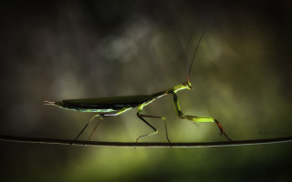 Praying mantis branch blurry background - a blurry background of trees and grass free wallpaper