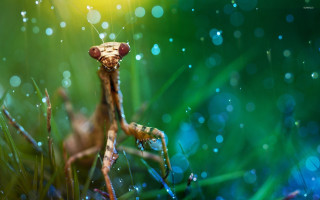 Praying holography macro airbubble bokeh - free rain wallpaper for desktop