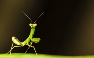 Green praying mantis leaf dark - a light reflection free wallpaper for desktop