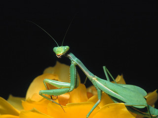Praying mantis yellow flower black - female free wallpaper
