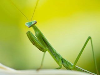 Grasshopper closeup leaf blurry background - a yellow flower free wallpaper