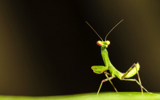 Green insect leaf red spot - david imms free wallpaper