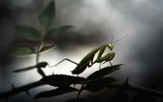 Praying mantis branch leaves blurred - background of leaves free wallpaper