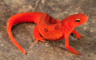 Red lizard rock black spot - e. simms campbell free wallpaper