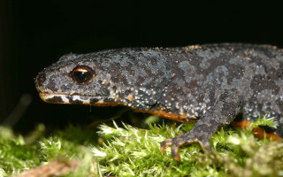 Lizard closeup mossy surface black - a mossy surface free wallpaper