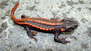 Lizard orange black spots rock - free nature wallpaper