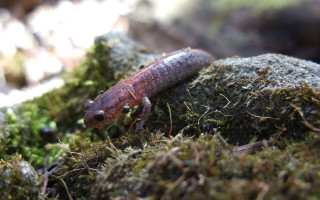 Small brown black animal mossy - back end free wallpaper for desktop