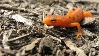 Small orange lizard wood chips 2 - e. simms campbell free wallpaper