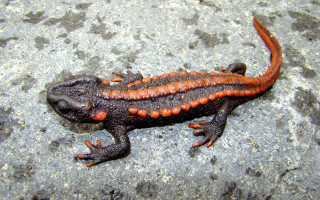 Orange black spotted lizard back - a lizard free wallpaper