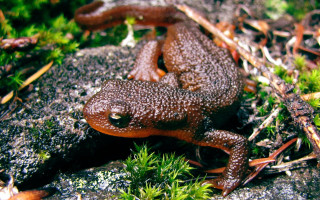 Frog rock grass moss plants - a frog free wallpaper for desktop