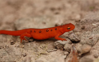 Red lizard walking rock surface - e. simms campbell free wallpaper