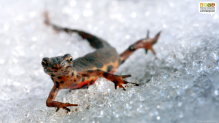 Small lizard snow ground looking - cricorps grégoire free wallpaper