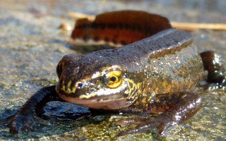 Frog sitting ground bug background - a frog free wallpaper for desktop