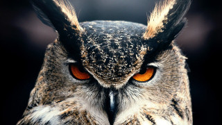 Owl orange eyes black background 3 - arthur quartley free wallpaper